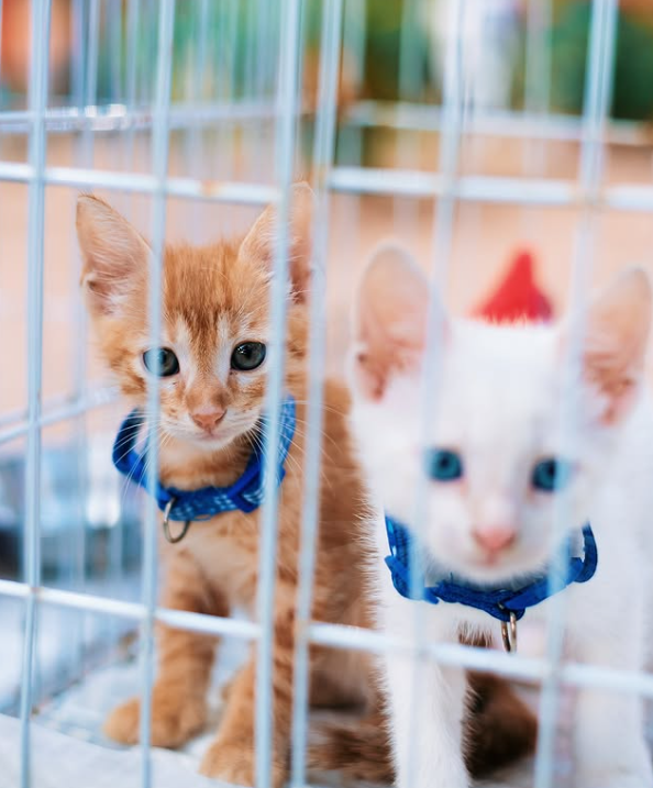 Voluntários cuidando dos gatos